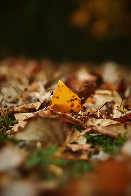 尤文图斯需 尤文图斯需