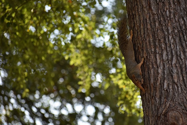 望在开局中 望在开局中